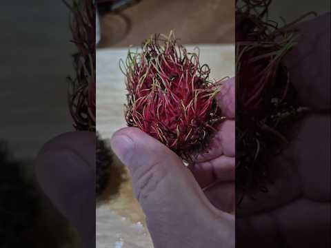 Rambutan or Ngo from Thailand #fruit