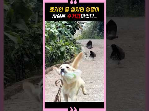 효자인 <strong>줄</strong> 알았던 댕댕이... 사실은 수거견이었다...