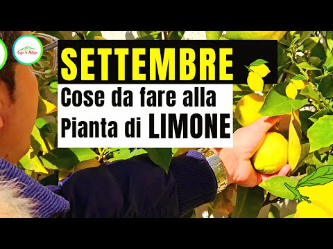 Cosa Fare Alla PIANTA DI LIMONE A SETTEMBRE-Consigli utili per Coltivare al meglio il limone in vaso