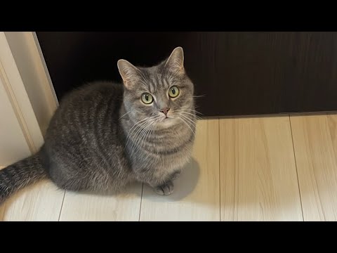 猫の動画サムネイル - アクアとフランマ がライブ配信中！