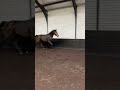 Springpaard Prachtige 4 jarige merrie te koop