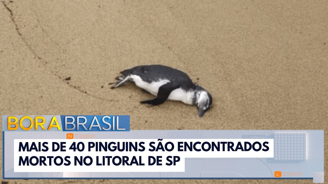 Mais de 40 pinguins são encontrados mortos no litoral de SP