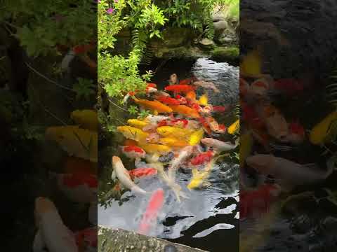 The Most Expensive Koi Fish In The World#17 Most RARE and AMAZING KOI Varieties