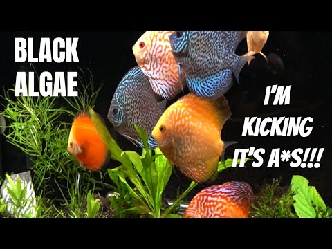KICKING BBA (black beard algae) in the A*S & Winni Let's take a look at my latest move to kick BBA in the a*s and will the battle in my Discus grow-out