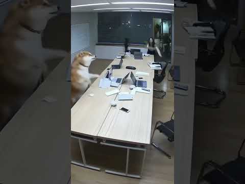 회의실에 침투한 시바견
