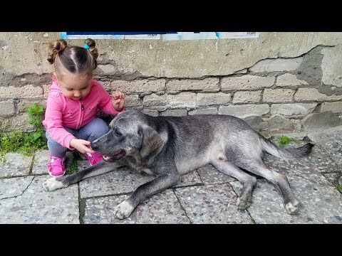 CUTE KID Meets Friendly Dog - Toddler Lile wants to Play with Dog