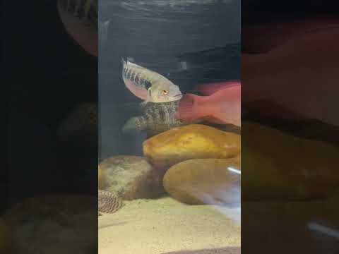 Crazy Stocked Tank 