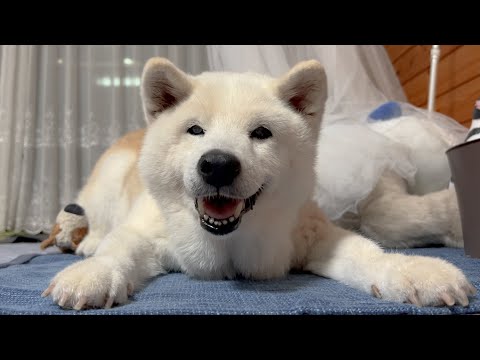 柴犬あいちゃんとの最初で最後。最高の思い出作り。