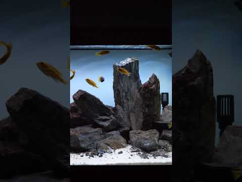 Awesome Malawi cichlid tank! #shorts Remember to subscribe! 🐟

Check out our other content!
Facebook_ https_//www.facebook.com/fluval/