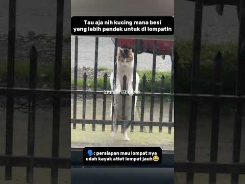 LOMPATAN YANG BAGUS#shorts #kucing #catlovers #funnycats