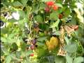 Ежевика: Blackberries in Lincoln County, NC