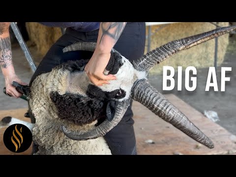 Sick Horns, But Thats The Challenge