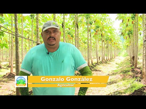 Homenaje al Agricultor - Don Gonzalo González, vecino de Orotina dedicado a la producción de papaya