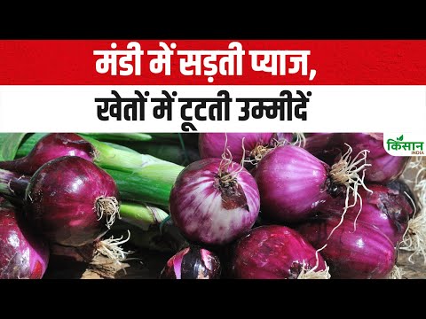 Onion Price: प्याज की मंडी में घाटा ही घाटा सिस्टम फेल या नीयत में खोट? प्याज ने खोली पोल!