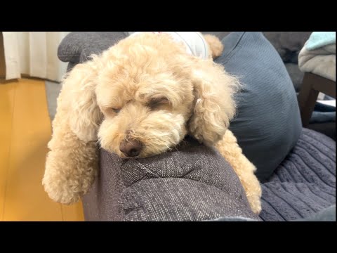 暑くなってもマイペースに過ごす大きいトイプードル【デカプー】【トイプードルのロアくん】【toy poodle】