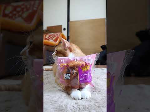 猫の動画サムネイル - バター香るあんクラウン　250705　 #cat #cute #猫のいる暮らし　#のせ猫　 #cutecat #ネコ #ねこ #kitten #kitty