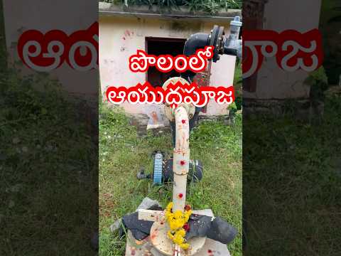 మా పొలంలో ఆయుధపూజ #ayudhapooja #diwali #diwali2025 #farming #farmer #villagelife #village #trending