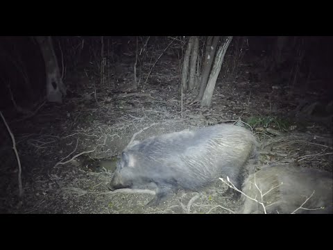 【狩猟】猪猟　巨大猪　カラー撮影