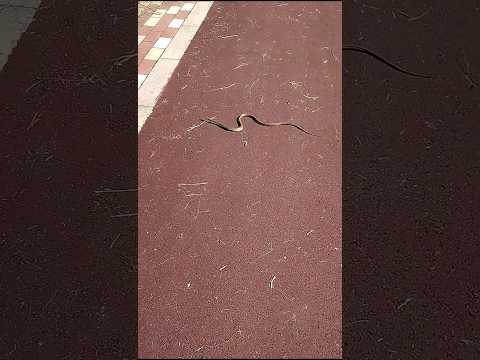 え？蛇ってこんなキモい動き方やったっけ？ #shorts #fypシ