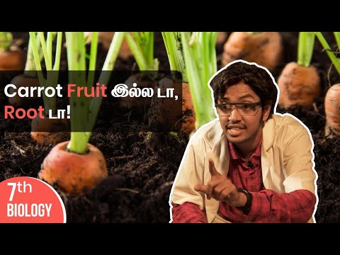 Carrot Fruit இல்ல டா, Root டா! | Chitti