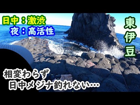 【東伊豆】同じ場所に仕掛け入れてるのに日中と夜とで雲泥の差【2025年2月上旬】