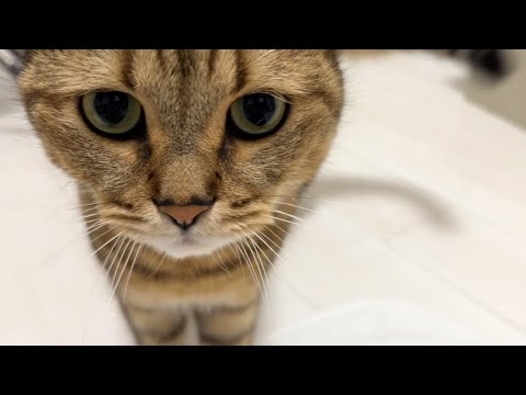 猫にオヤツが見つかってしまったら即動画終了