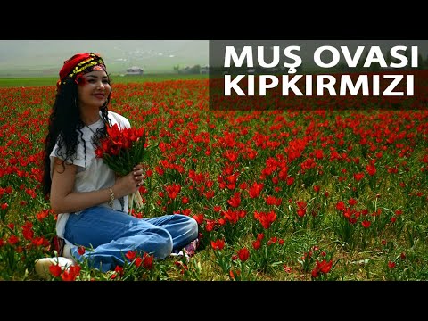 Muş Ovası, Açan Lalelerle Kırmızıya Büründü