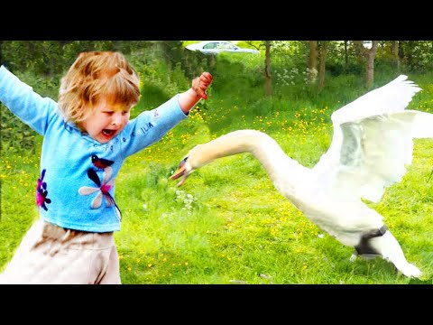 Funniest Baby And Animal Compilation Video #3