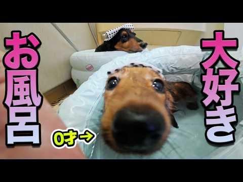 お風呂が好きすぎる犬、子犬に格の違いを見せつける【かわいい】