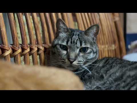 手術を前に、寄り添う空と月 Kuu Gently Stays Beside Luna Before Her Surgery