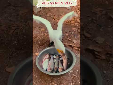 VEG vs NON VEG 😂😂😂 #funnyshorts