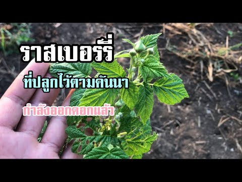 ราสเบอร์รี่ผลไม้ต่างประเทศแต