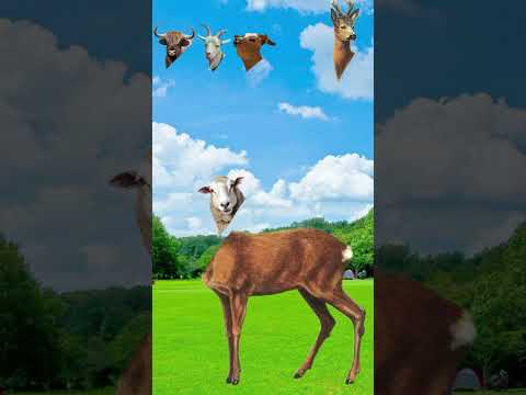 #cow#animation#cartoon#viralvideo#comedy#trending#animals#viral