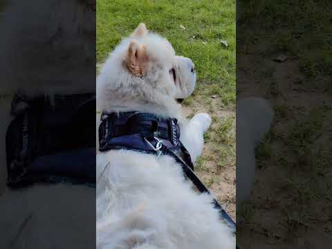 #latamangeshkarsongs #yehdiltumbin #bollywoodsongs #pets #viral #cute #petlover