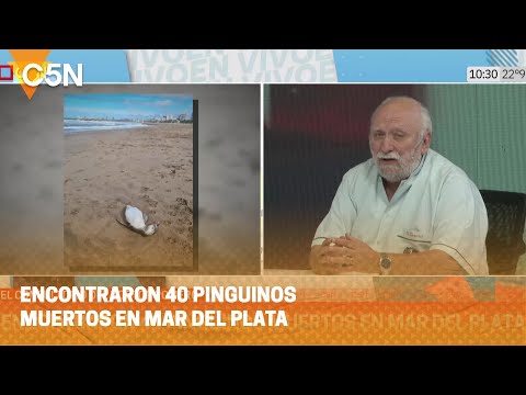 ENCONTRARON 40 PINGUINOS MUERTOS en MAR DEL PLATA