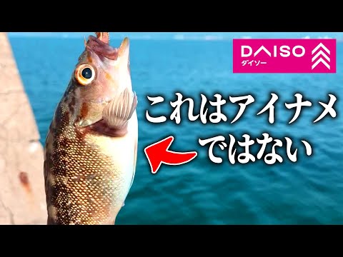 ダイソーの釣り具でまさかのアイ〇メが釣れた