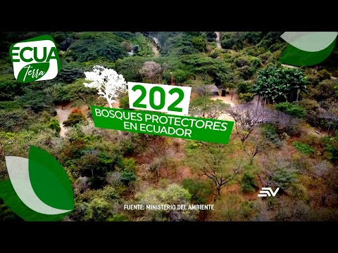Bosques protectores están bajo amenaza por la actividad humana | Ecuaterra | Ecuavisa