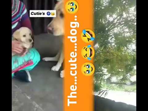 The...cute..dog.😂😂🥹|| #dogshorts #dogshorts #doglife #motivational #dogtraining #doglove #dogshorts