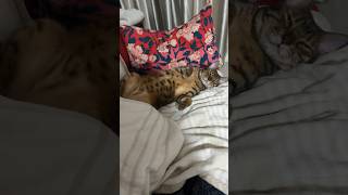 豪快に眠る猫が可愛い【ベンガル猫】