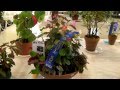 2012 Queensland Begonia Show (part 1)