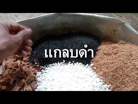 ปลูกต้นถุงเงินถุงทอง-จะรอดไหมม ปลูกต้นถุงเงินถุงทอง-จะรอดไหมม