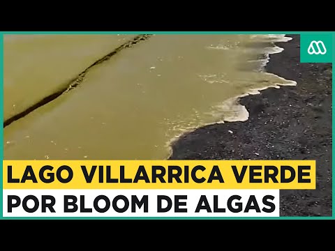 Agua verde en Lago Villarrica: Bloom de algas afecta a la playa de Pucón