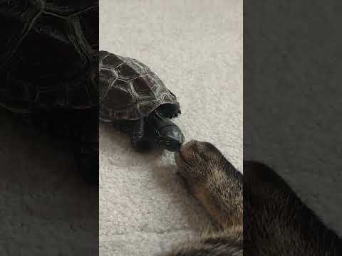 猫吸いを堪能する亀【Turtle sniffing cat's paws】