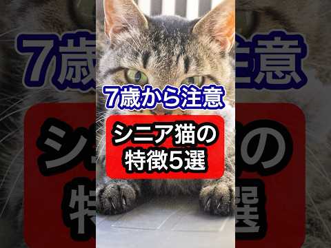 【7歳から注意】シニア猫の特徴を獣医師が解説 #獣医師 #cat #猫のいる暮らし #猫 #ネコ #ねこのいる生活 #ねこ