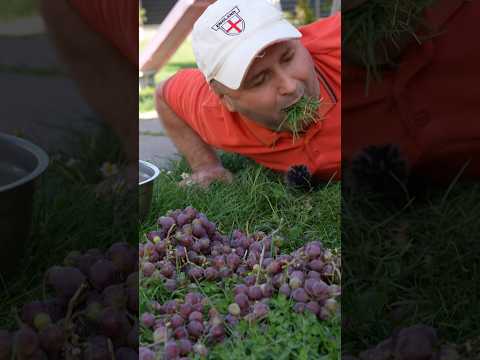 Зятю, збивай те гніздо