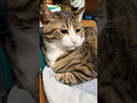 猫の動画サムネイル - リアルなぬいぐるみ⁈#cats #shorts #球太