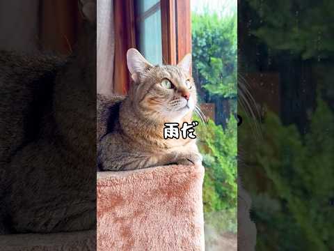 突然の雷雨を克服した2年後…元野良猫はこうなる…笑 #元野良猫 #雷雨 #猫のいる暮らし