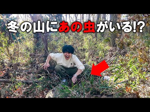 冬の山や森で【あの昆虫】を探す方法を教えます