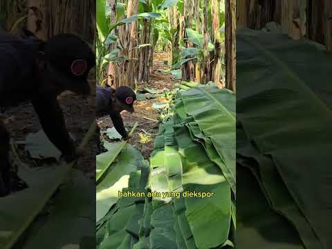 petani daun pisang yang sukses #shorts #budidayatanaman #pertanian #pisang #gardening #garden #viral