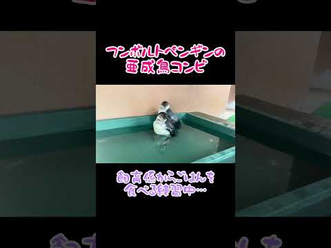 3/10と3/11生まれのフンボルトペンギン🐧🐧 #東武動物公園 #赤ちゃん サムネイル
